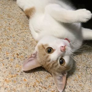 Meet your Posher, Christopher